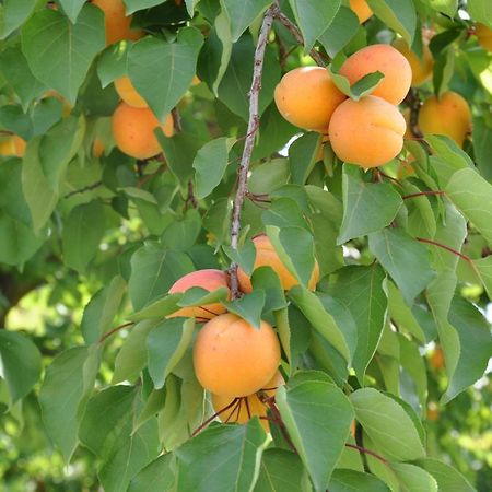 Gite Abricotier Crozes-Hermitage Екстер'єр фото